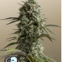 Насіння конопель Original AUTO SKUNK від Fast Buds